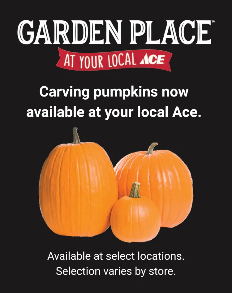 Garden Place at your local Ace: carving pumpkins now available. Available at select locations; selection varies by store.